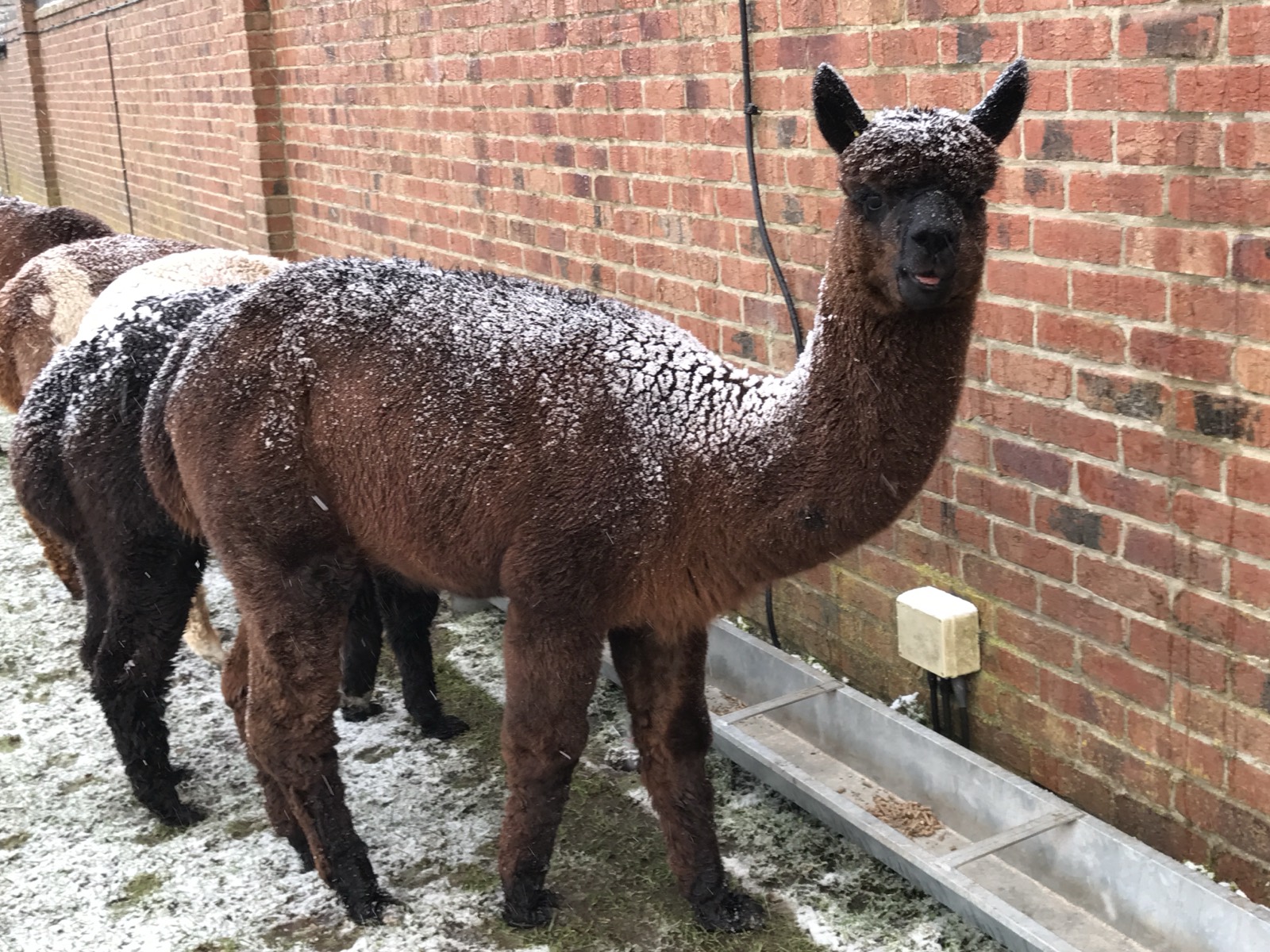A brown alpaca outside the farmhouse