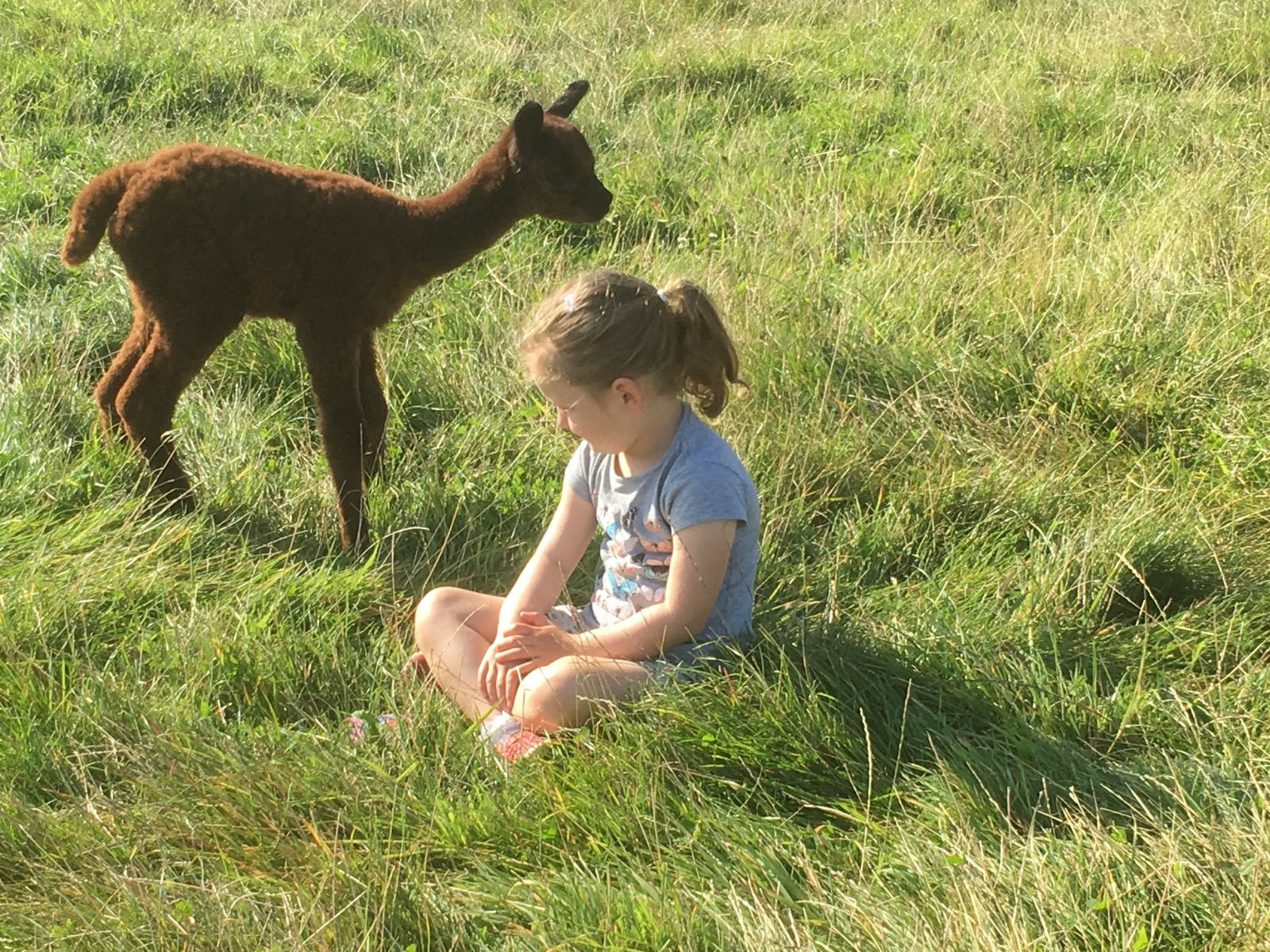 A young cria in the field with a child sitting nearby