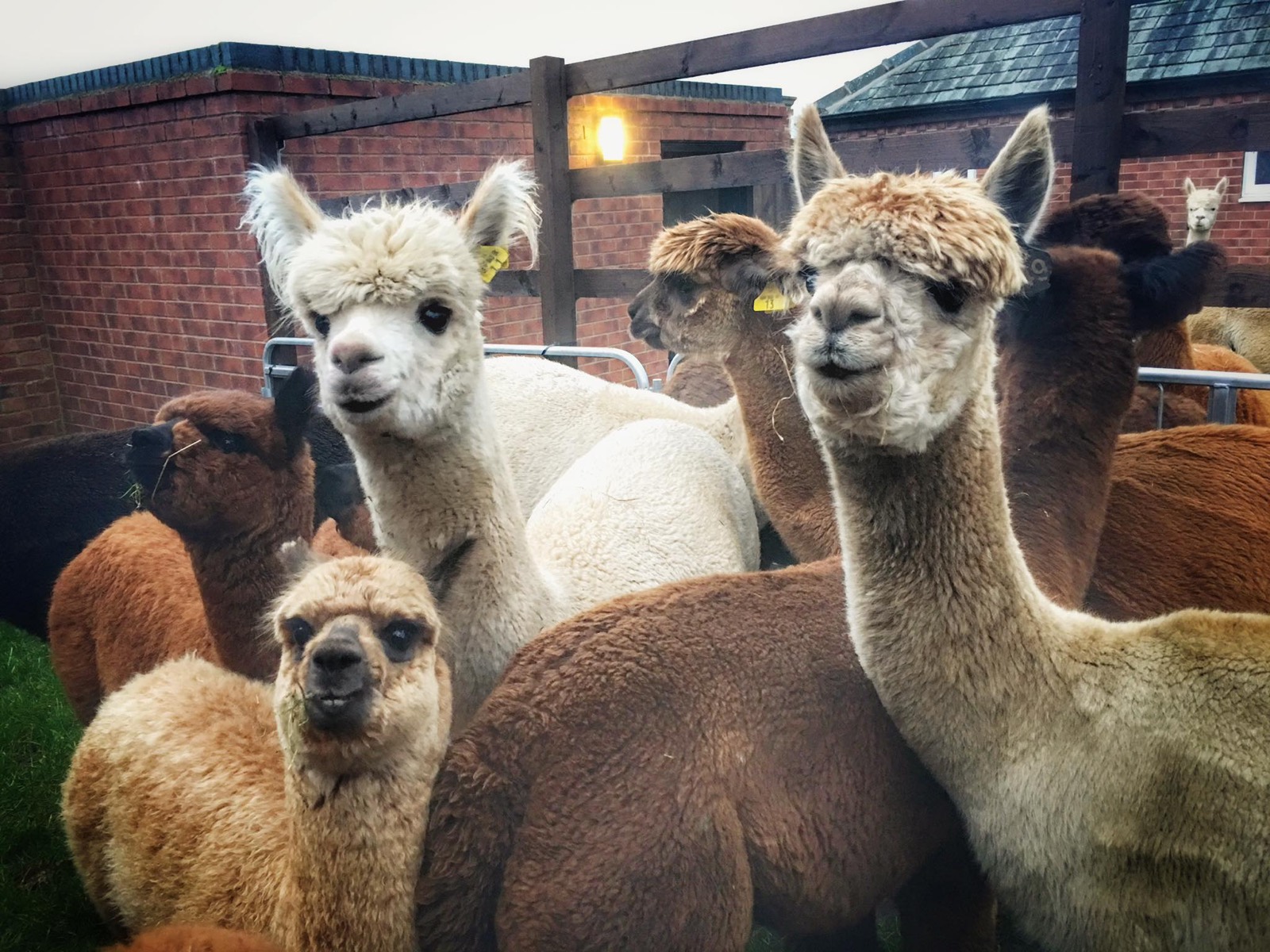 A group of curious alpacas