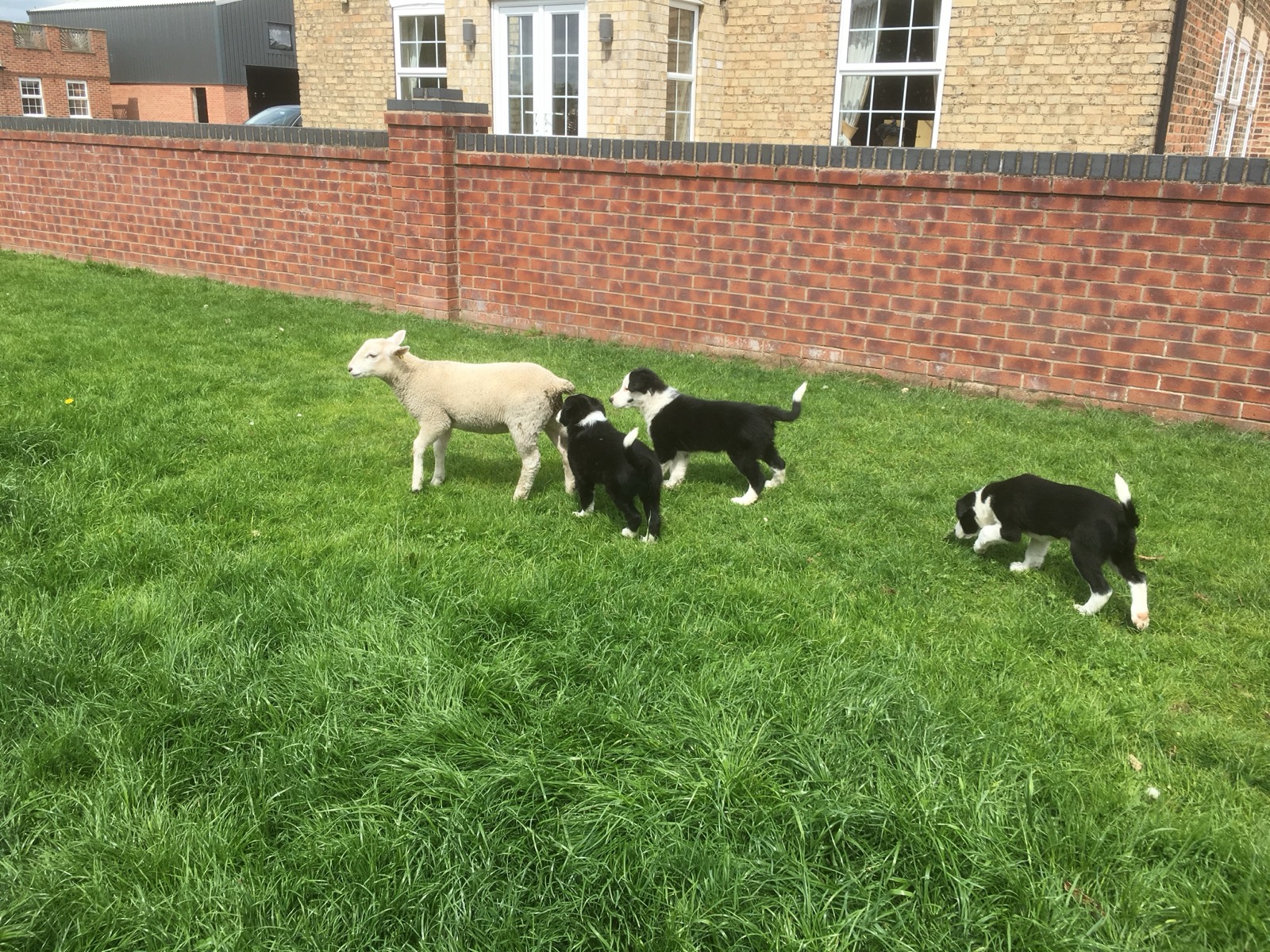 Sheep and sheepdogs in the farmyard