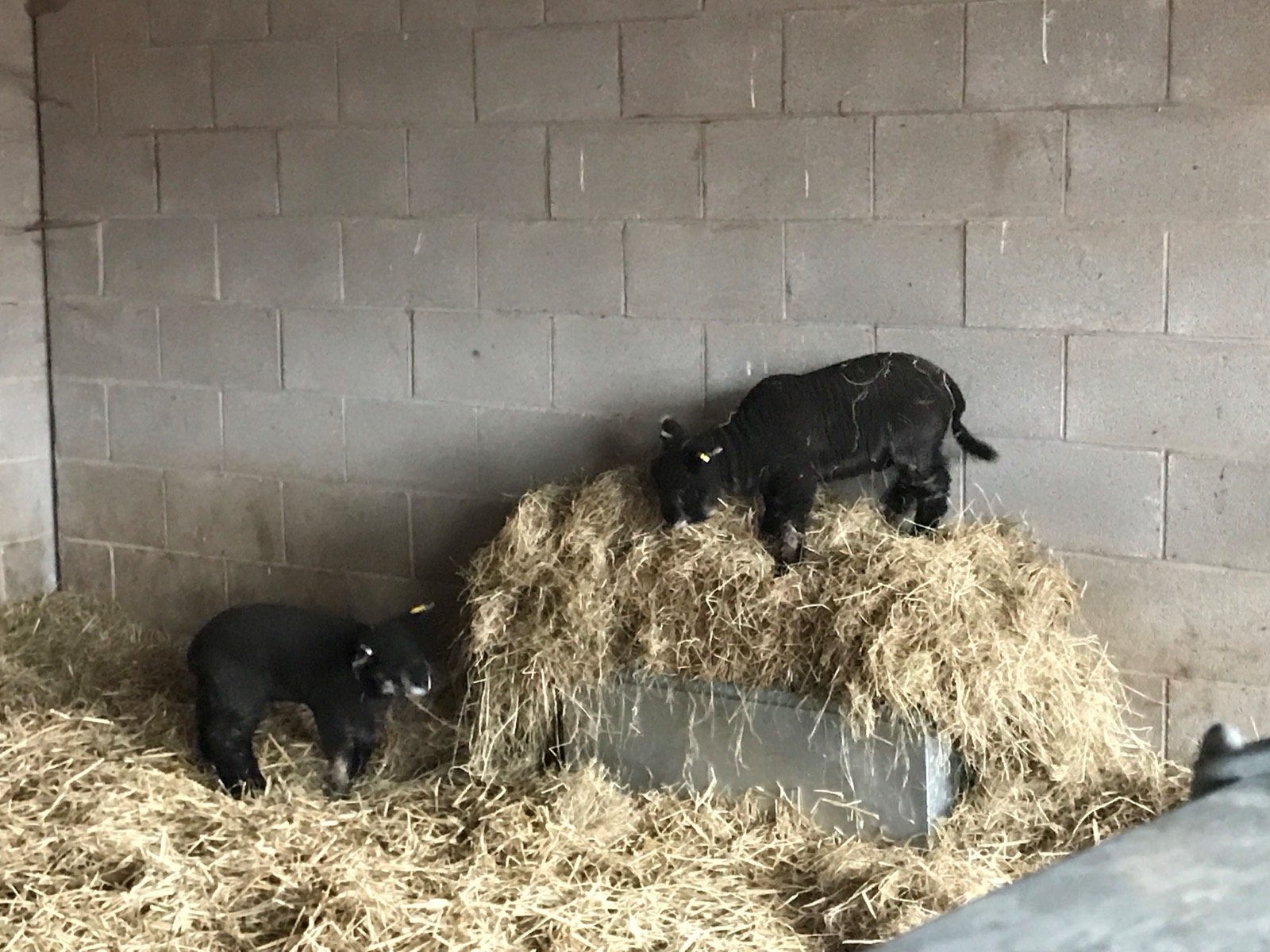 A lamb in the straw