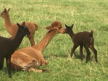 Alpacas with a young cria