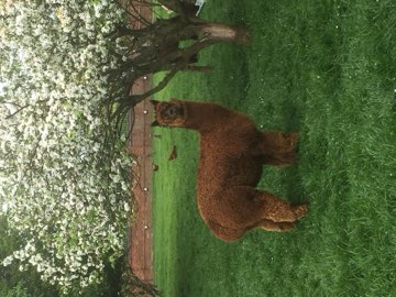 An alpaca under the blossom tree