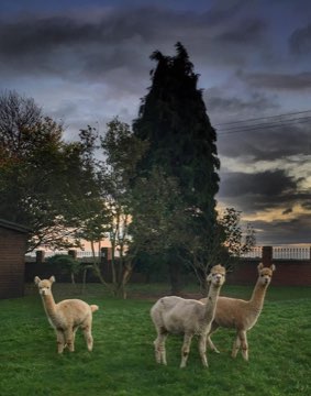 Alpacas at dusk
