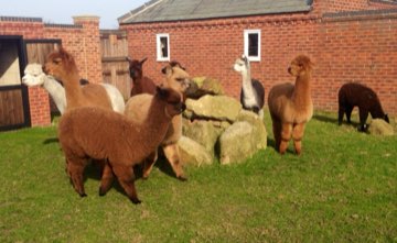 Alpacas by the farmhouse