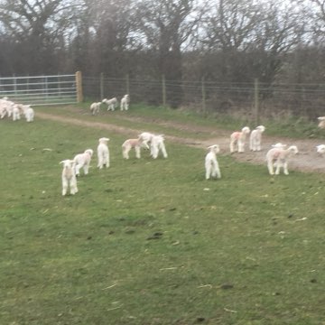Alpacas grazing in the field