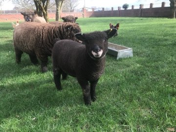 Black lambs