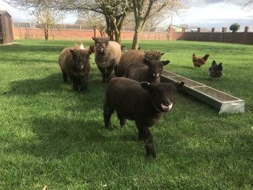 Black sheep in the paddock