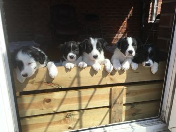 Border Collie puppies