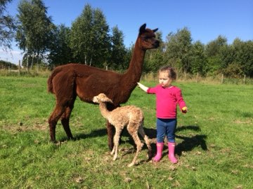 Ellie with an alpaca and her cria