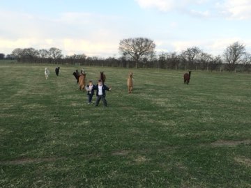 The field in the evening