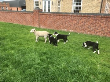 Sheep and sheepdogs in the farmyard