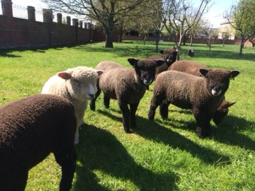 The flock grazing