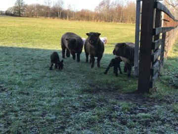 A frosty morning
