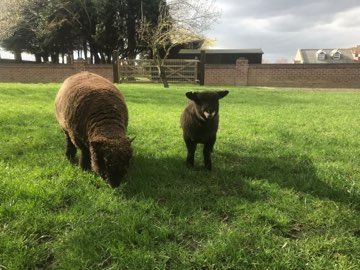 Lambs on the grass