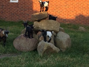 Lambs resting