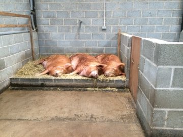 Orphan piglets
