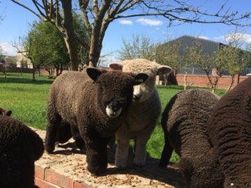 Sheep and lambs